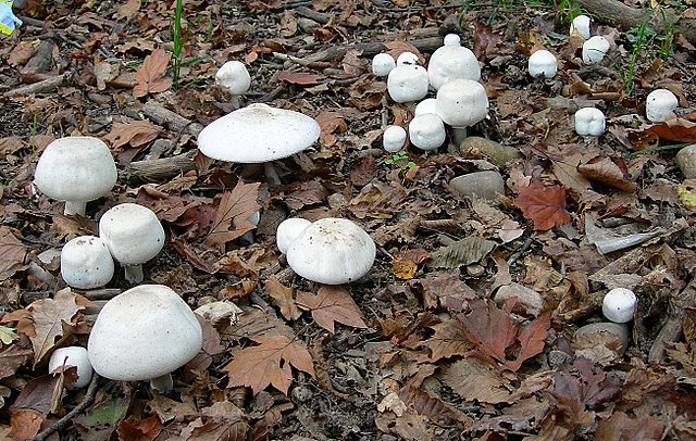 Volvariella  terrea  sp.nov.